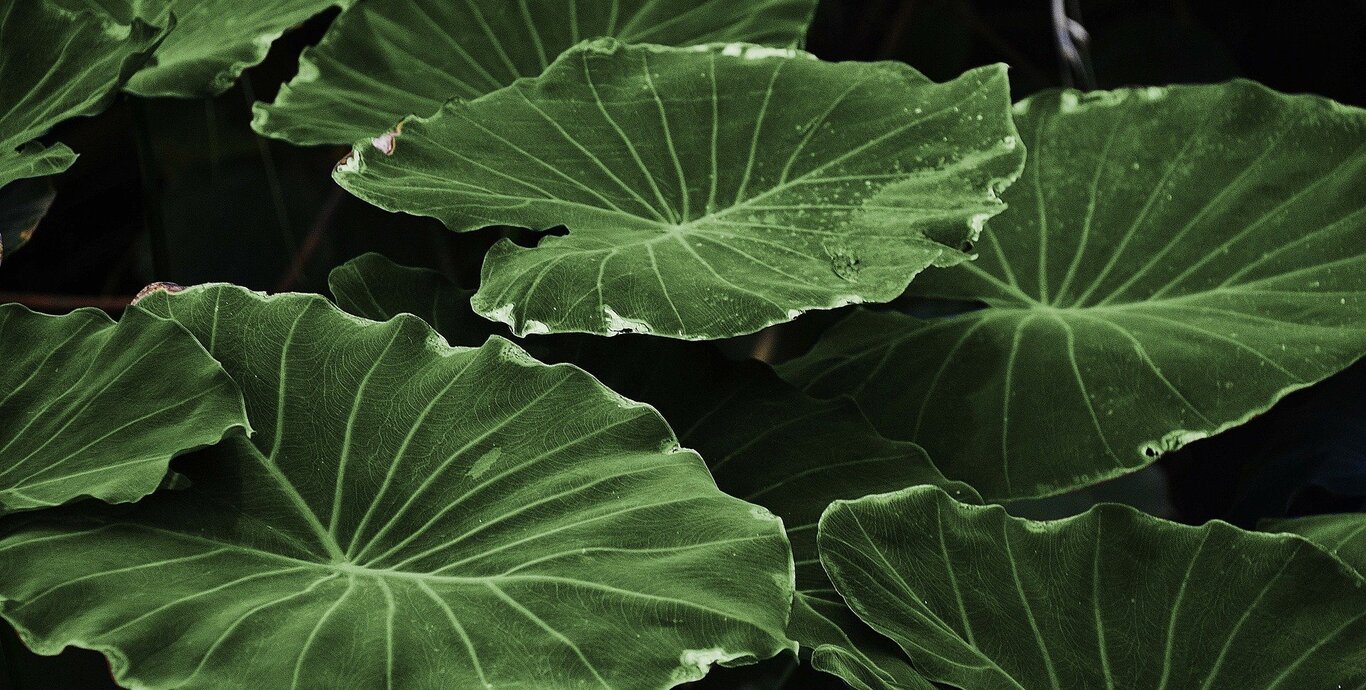 leaves_318743_1920