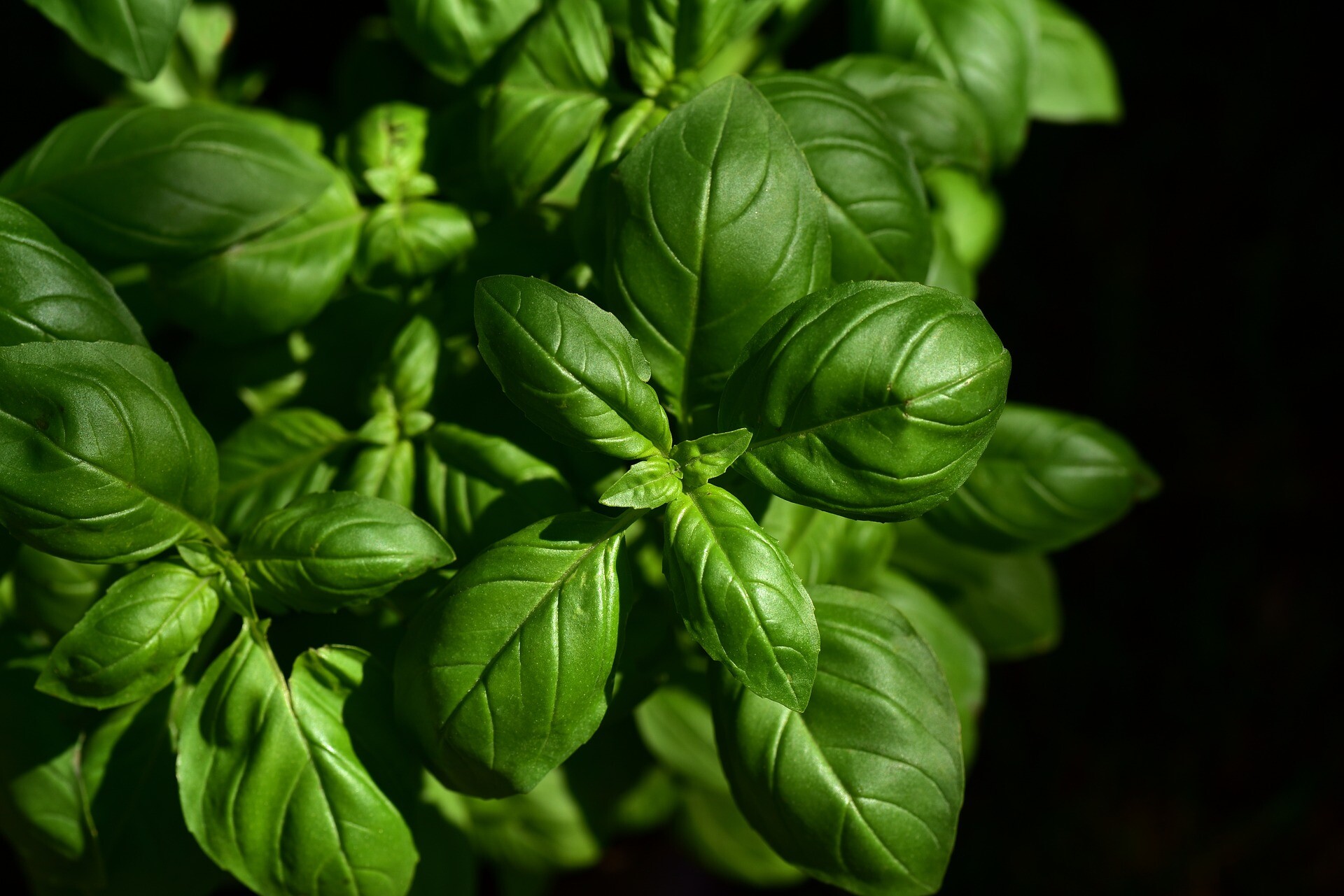 basil-3532424_1920
