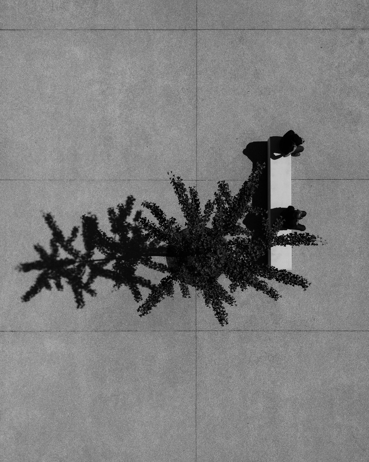 Distanciamento Social - Alexandre Coelho Lima